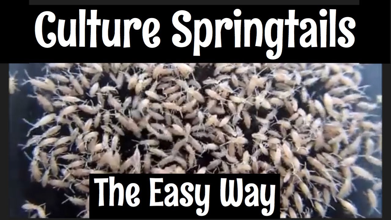 All About Springtails - Care, Culturing, Seeding & More 